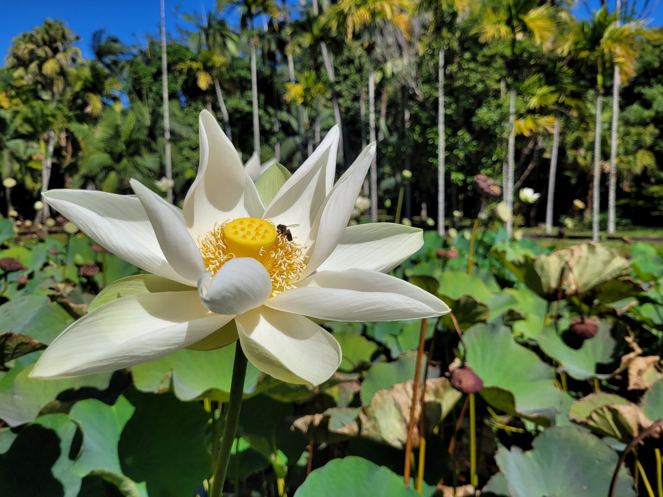 Vezetett északi túra Mauritiuson - Város, kultúra és tengerpart - Image 3