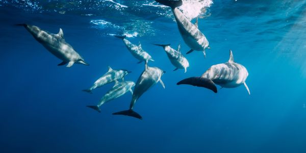 Delfinles, korallzátony és BBQ – Egynapos hajós kaland Mauritiuson - Image 5