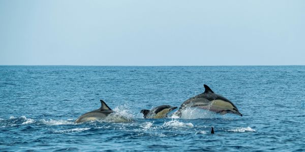 Delfinles, korallzátony és BBQ – Egynapos hajós kaland Mauritiuson - Image 4