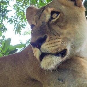 Egész napos taxi Mauritiuson – Kényelmes, rugalmas és gazdaságos megoldás