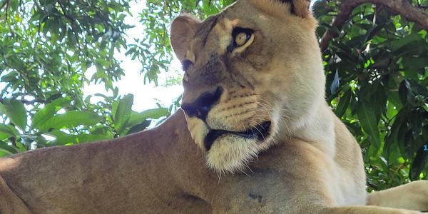 Egész napos taxi Mauritiuson – Kényelmes, rugalmas és gazdaságos megoldás