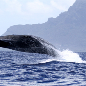 bálnales mauritiuson